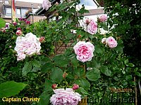 Rose Captain Christy